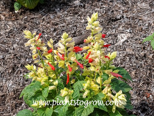 Mohave Red and white Bicolor Salvia (Salvia splendens) 
It is called Red and White but the flowers I saw were yellowish.  Other images on the internet and very yellow.